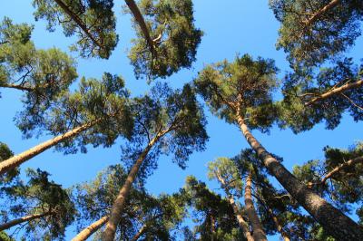 Защитники заборьевского леса добились внимания правительства Рязанской области